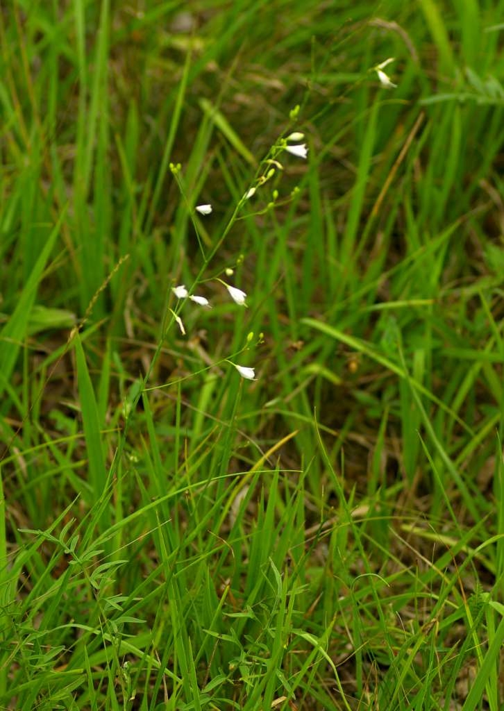 IMGP4930-1024~1.jpg