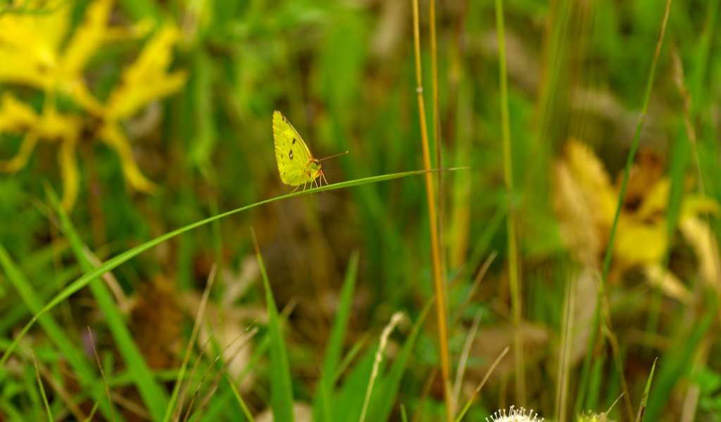 IMGP4943-1024~1.jpg