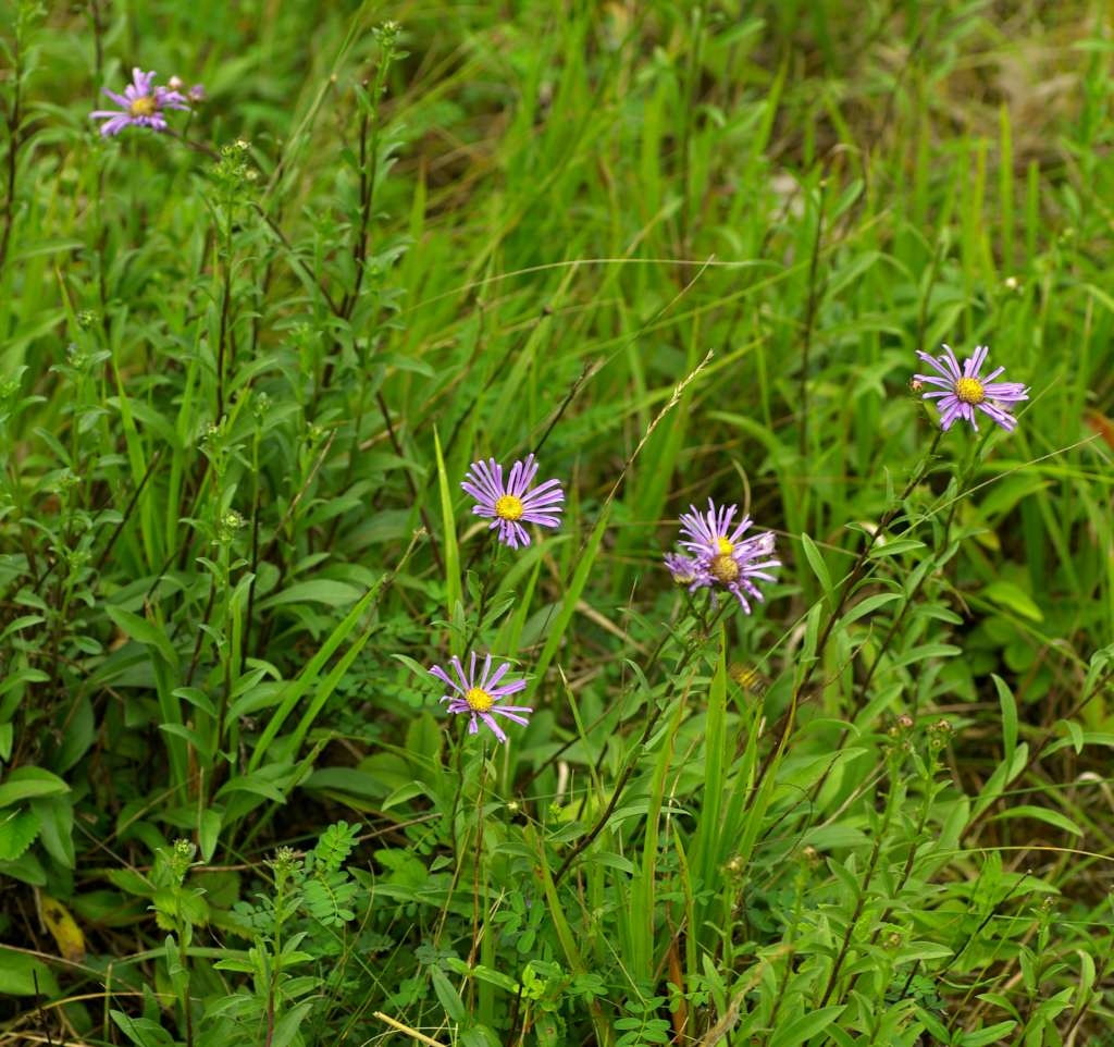 IMGP4946-1024~1.jpg