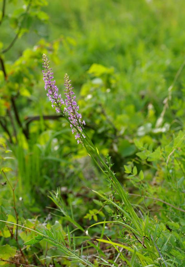 IMGP4956-1024~0.jpg