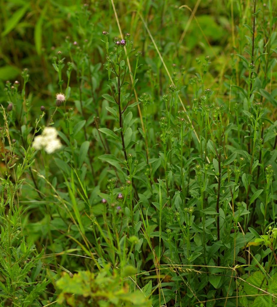 IMGP4956-1024~1.jpg
