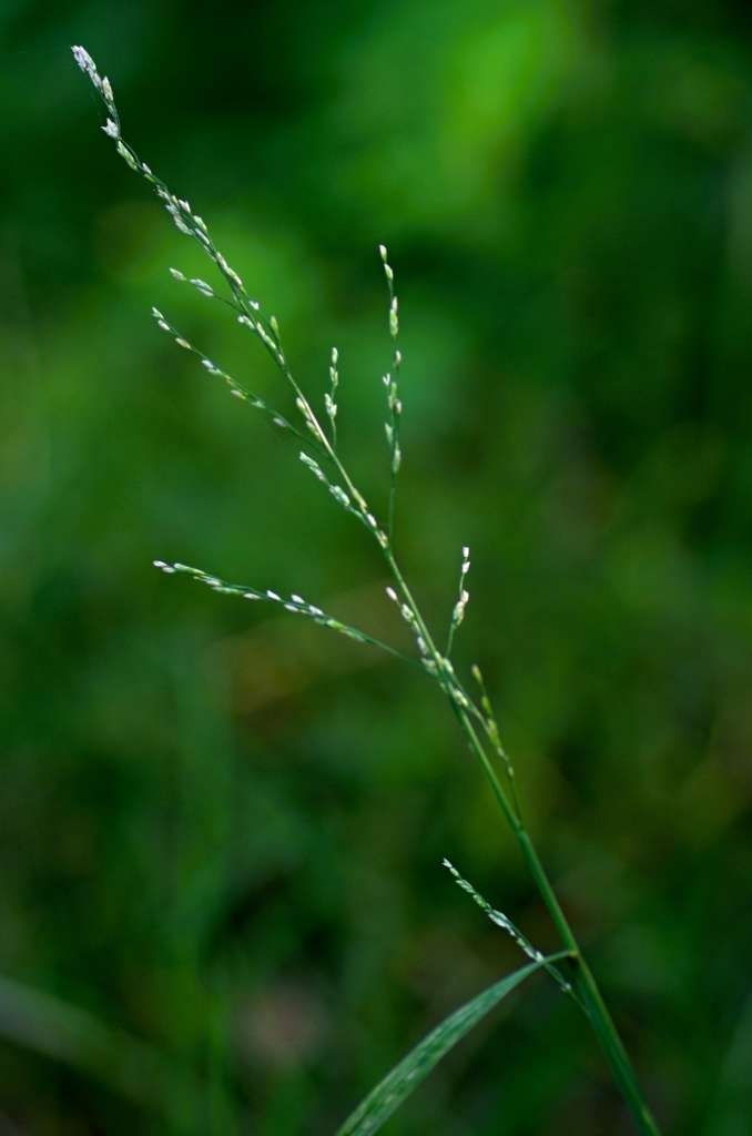 IMGP4973-1024~1.jpg
