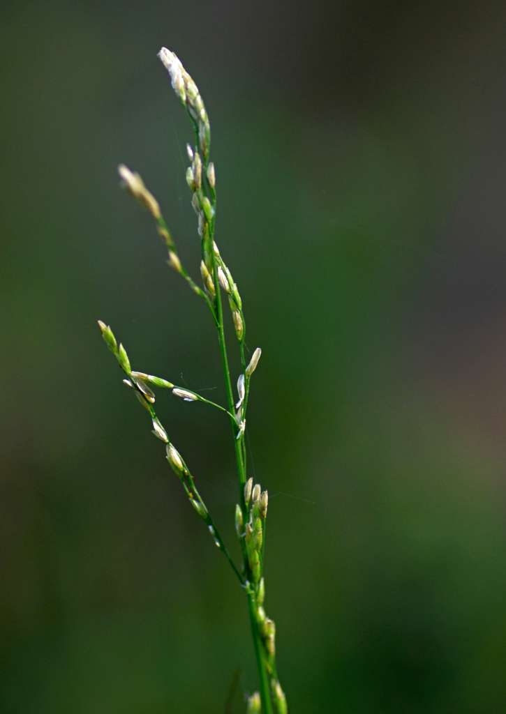 IMGP4975-1024~1.jpg