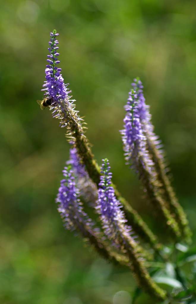 IMGP4980-1024~0.jpg