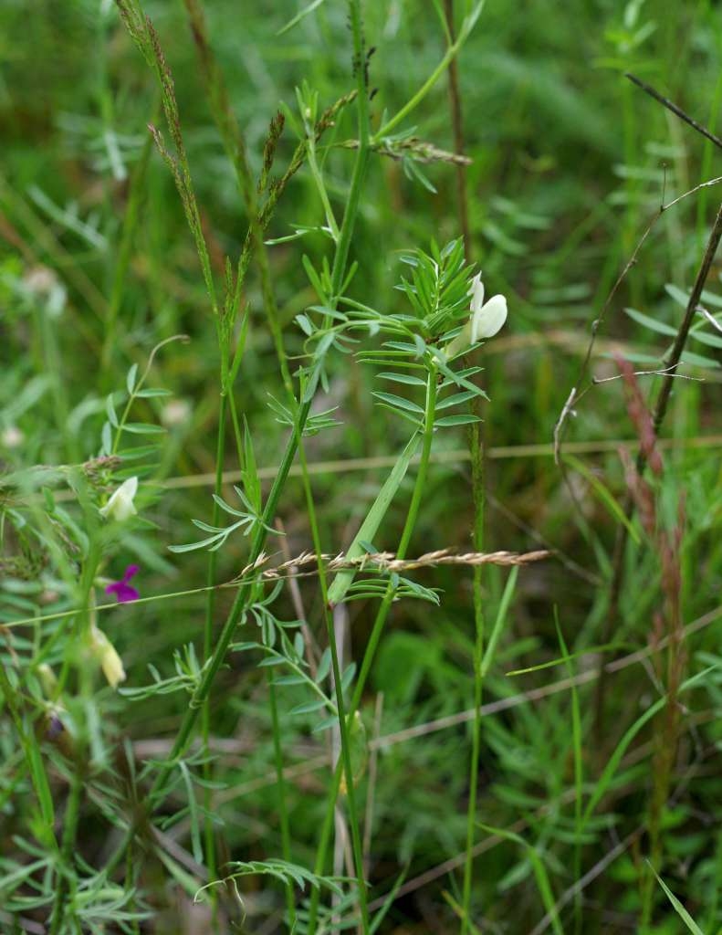 IMGP4991-1024~2.jpg