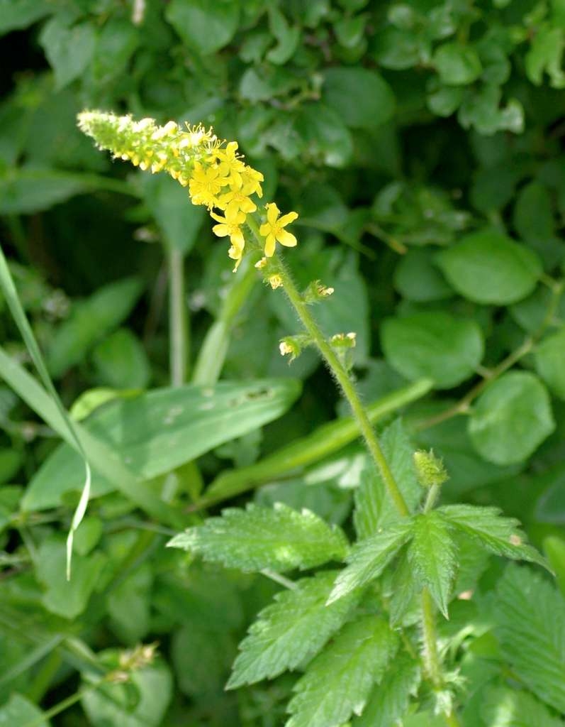 IMGP5002-1024~3.jpg