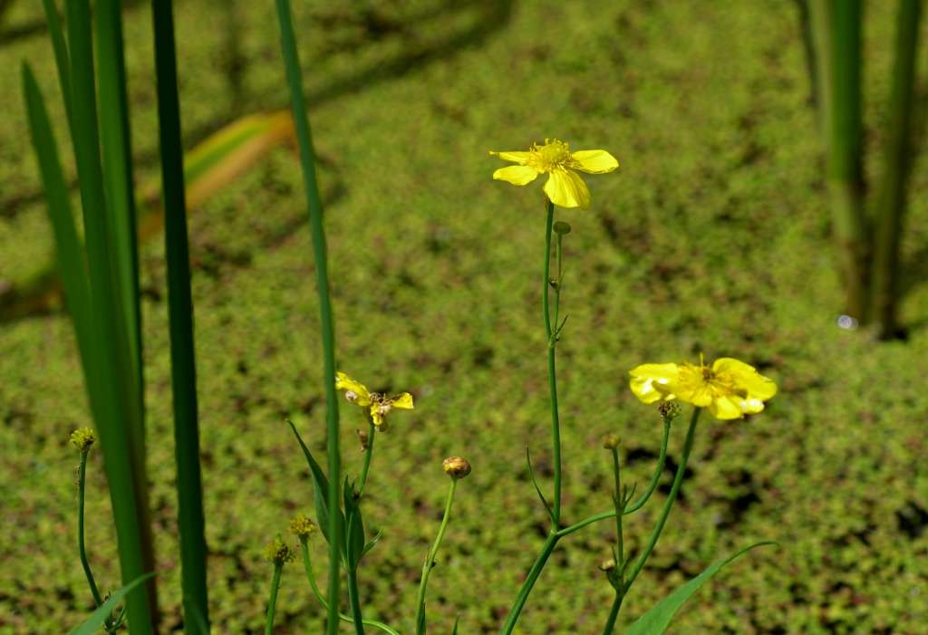 IMGP5004-1024~1.jpg