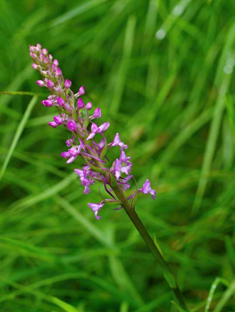IMGP5013-1024.jpg