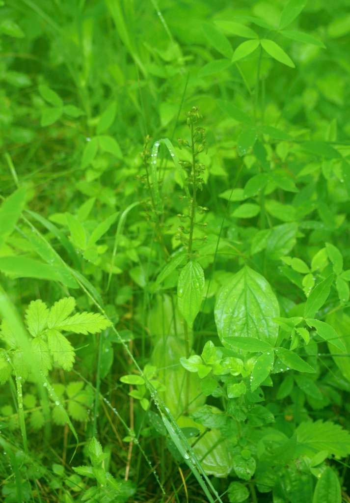 IMGP5017-1024~3.jpg