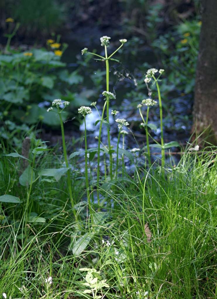 IMGP5020-1024~2.jpg