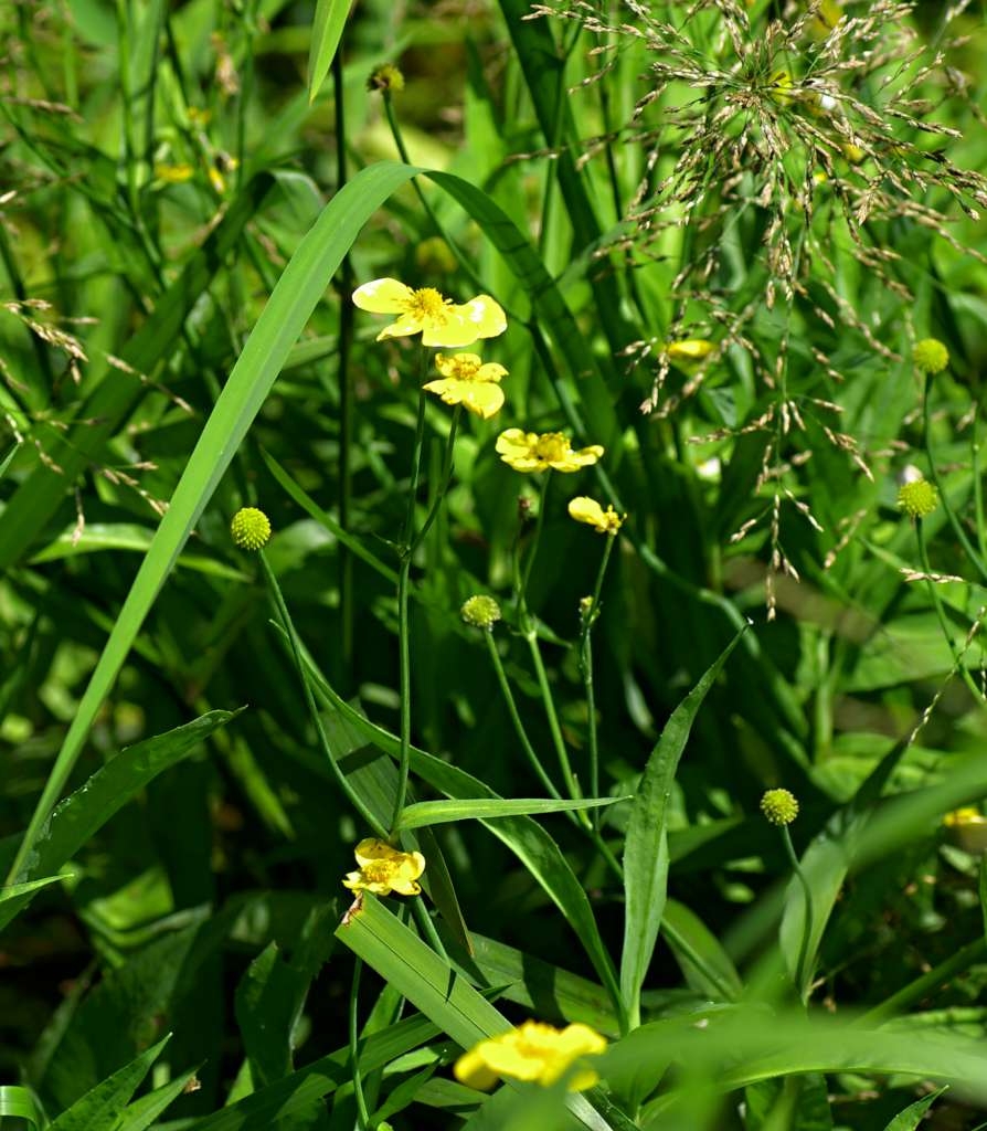 IMGP5022-1024~2.jpg