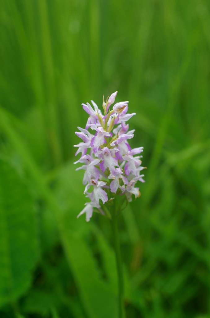 IMGP5027-1024~0.jpg