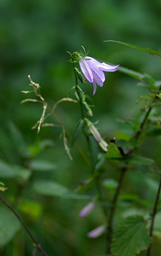 IMGP5027-1024~1.jpg