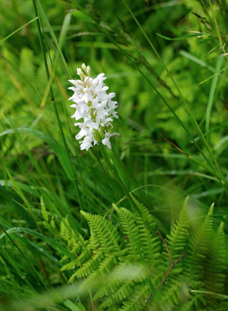 IMGP5029-1024~1.jpg