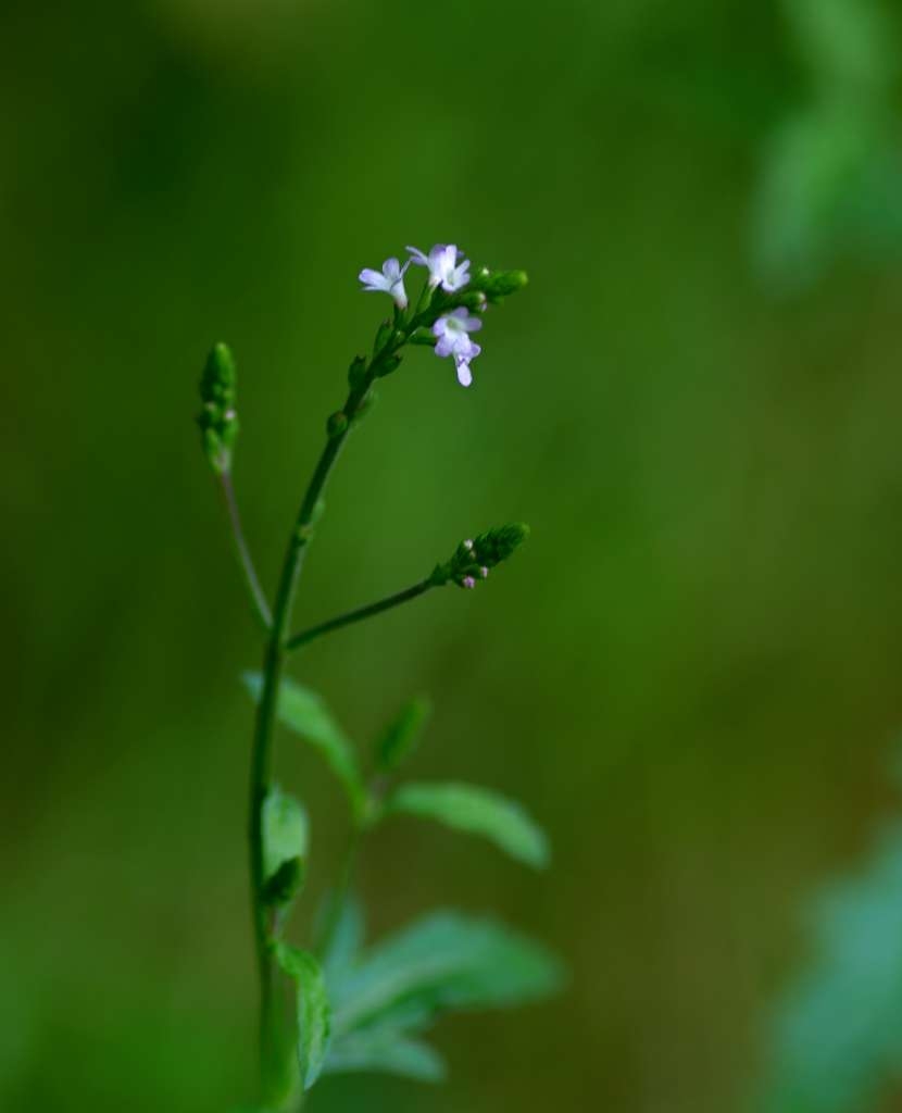 IMGP5041-1024~1.jpg