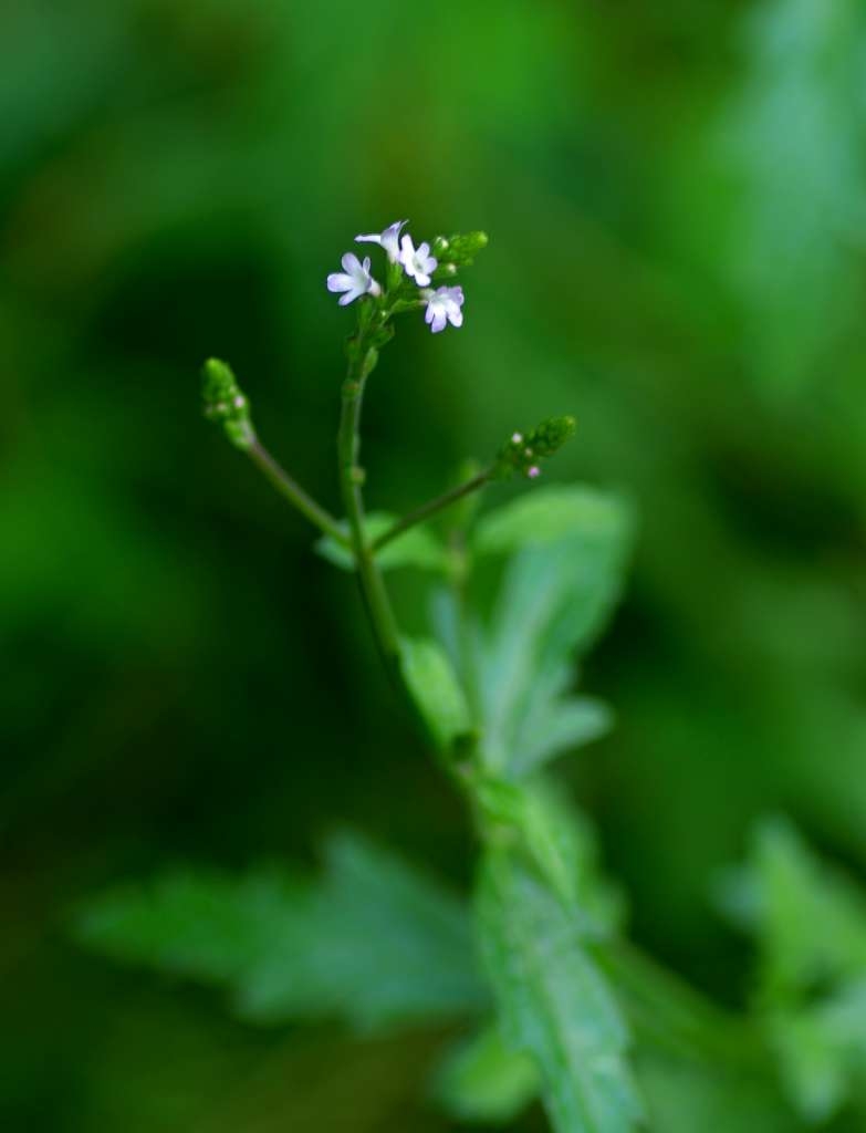 IMGP5045-1024~0.jpg