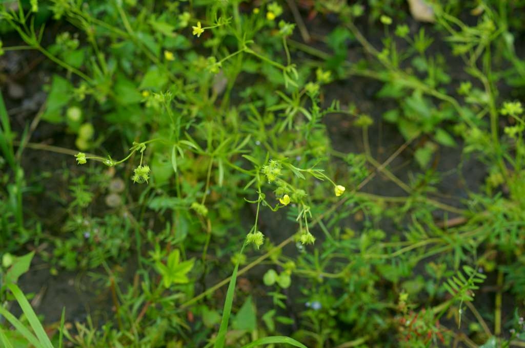 IMGP5054-1024~1.jpg