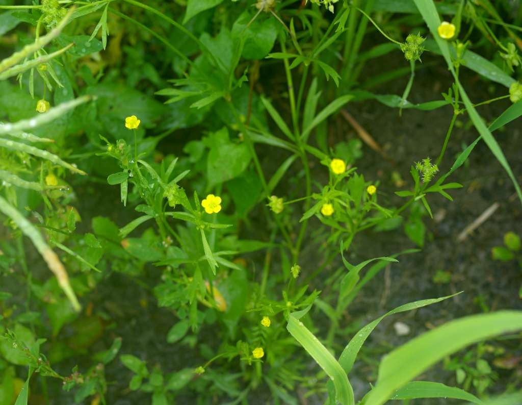 IMGP5059-1024~3.jpg