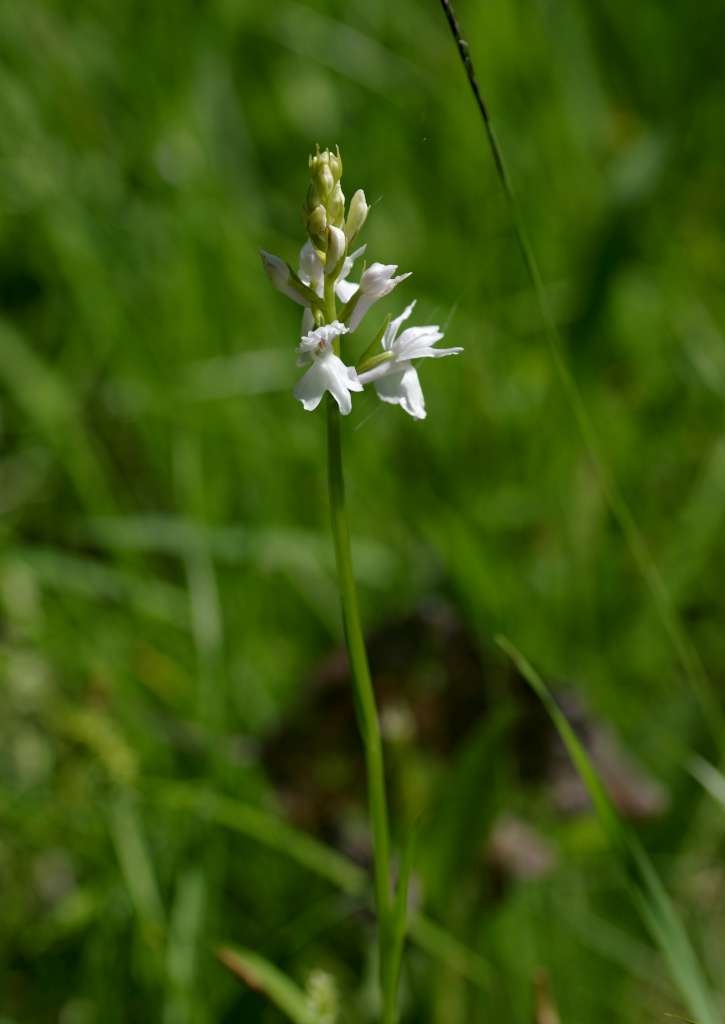 IMGP5060-1024~3.jpg