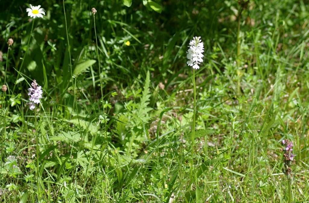 IMGP5061-1024~3.jpg