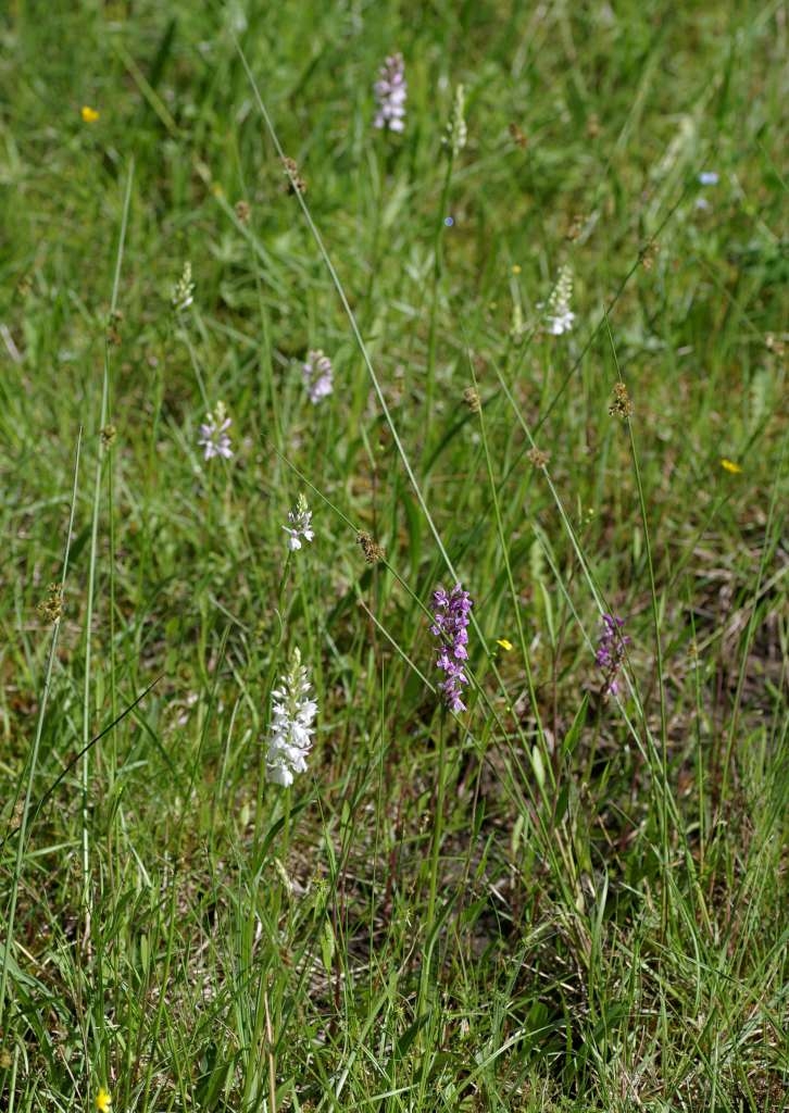 IMGP5064-1024~4.jpg