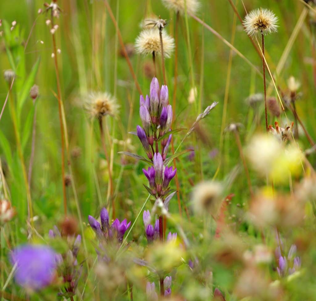 IMGP5068-1024~0.jpg