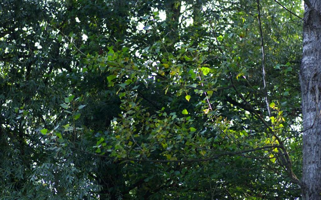 IMGP5071-1024~1.jpg