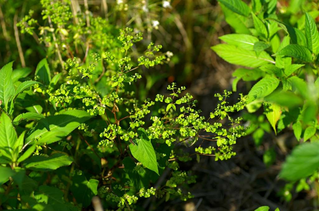 IMGP5080-1024~0.jpg