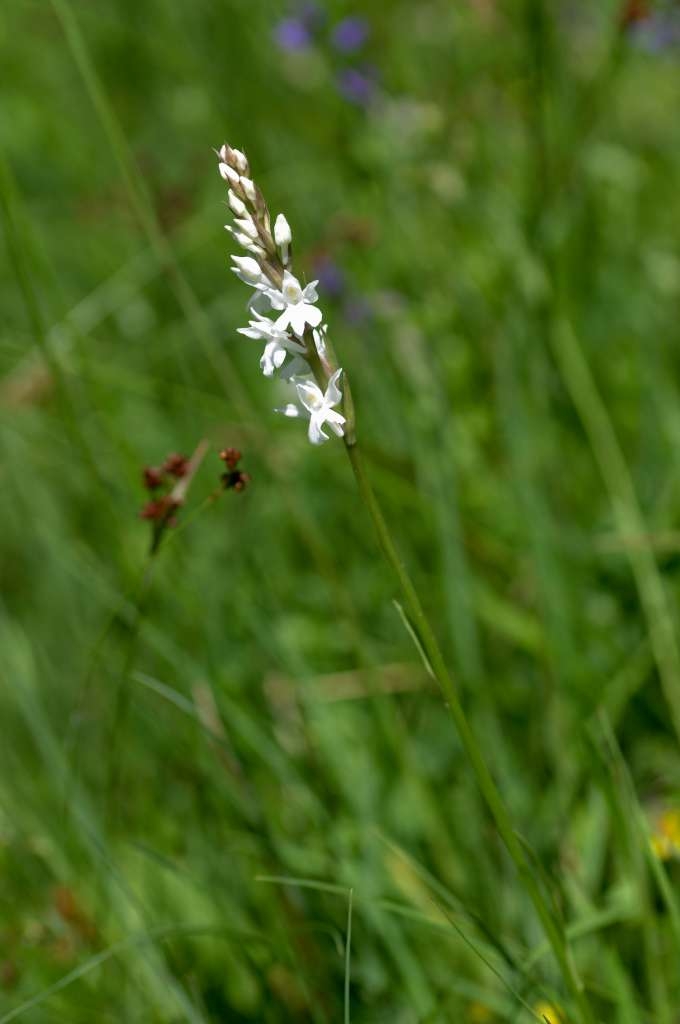IMGP5107-1024~4.jpg