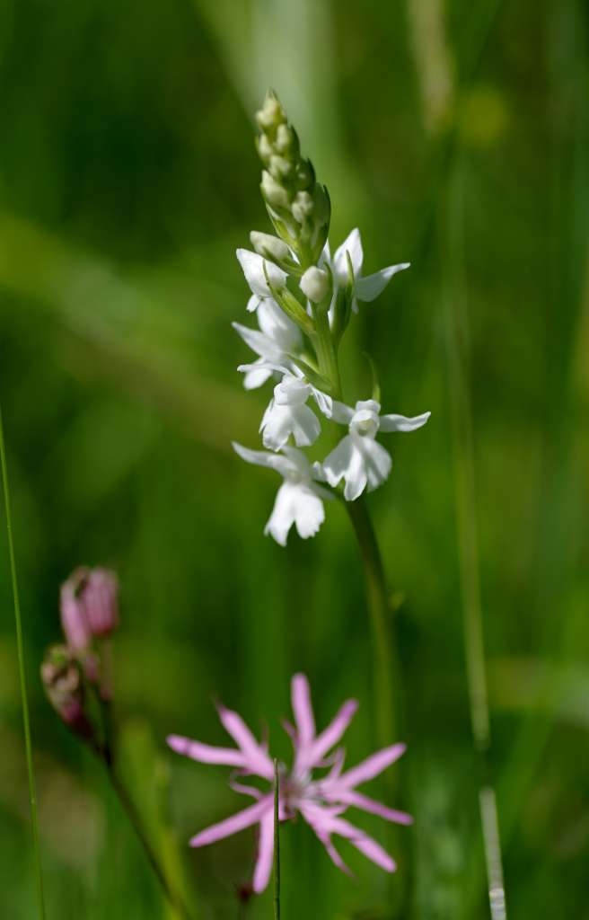 IMGP5120-1024~2.jpg