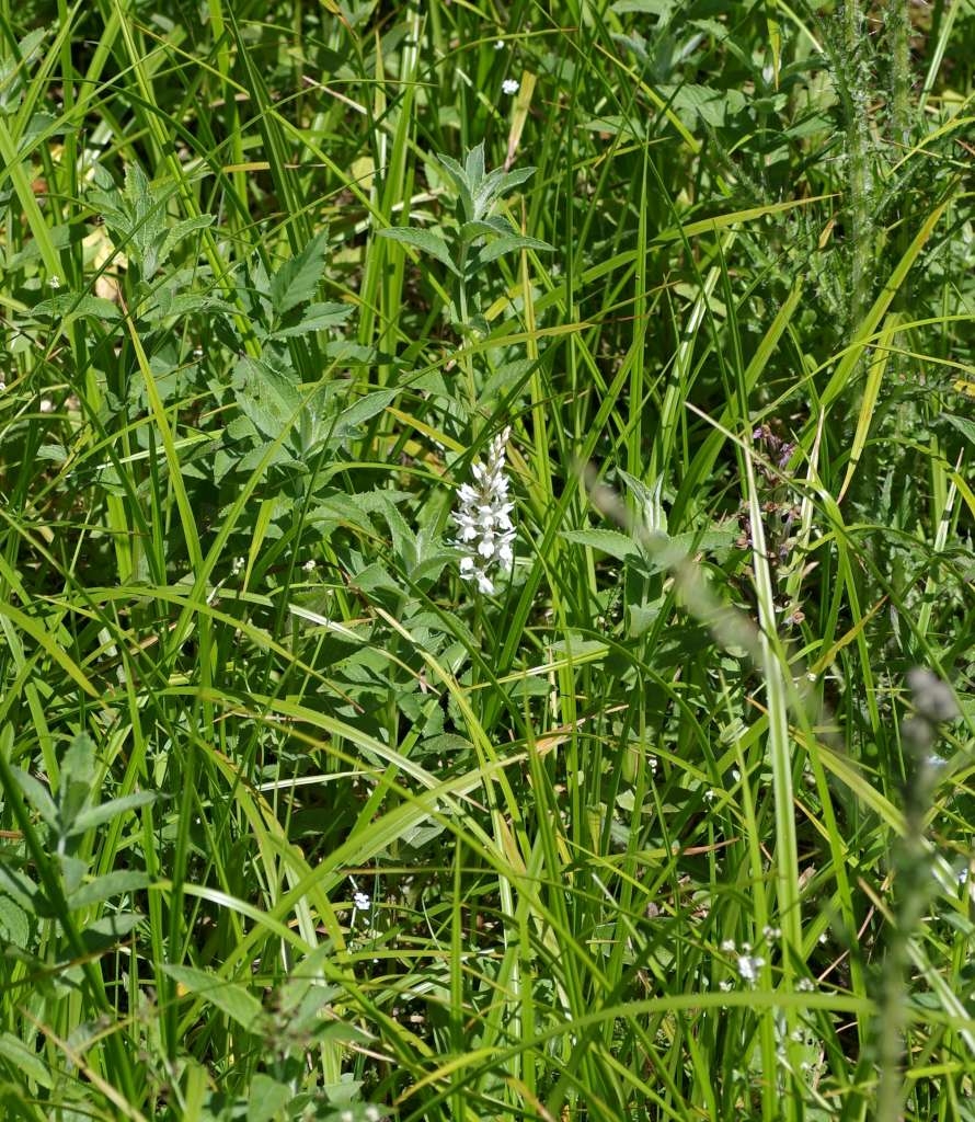 IMGP5142-1024~5.jpg