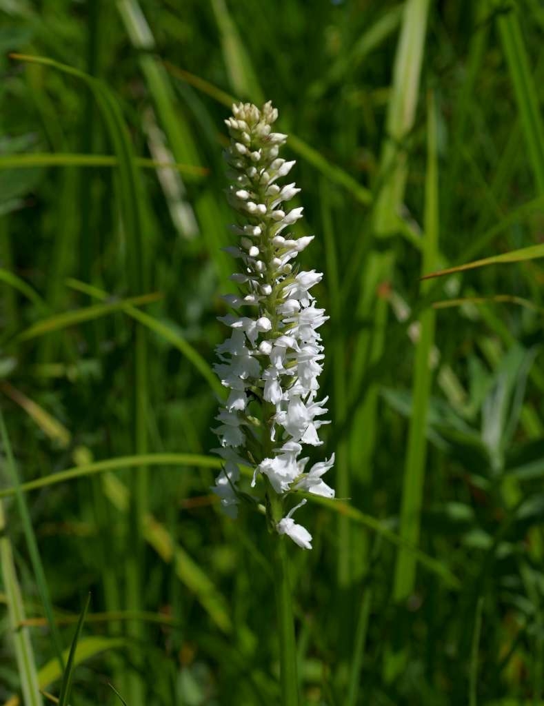 IMGP5143-1024~4.jpg