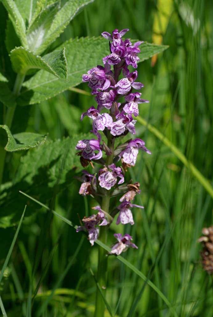 IMGP5150-1024~5.jpg