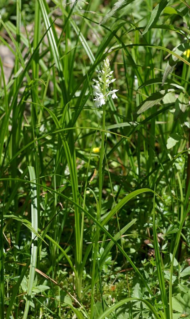 IMGP5165-1024~0.jpg