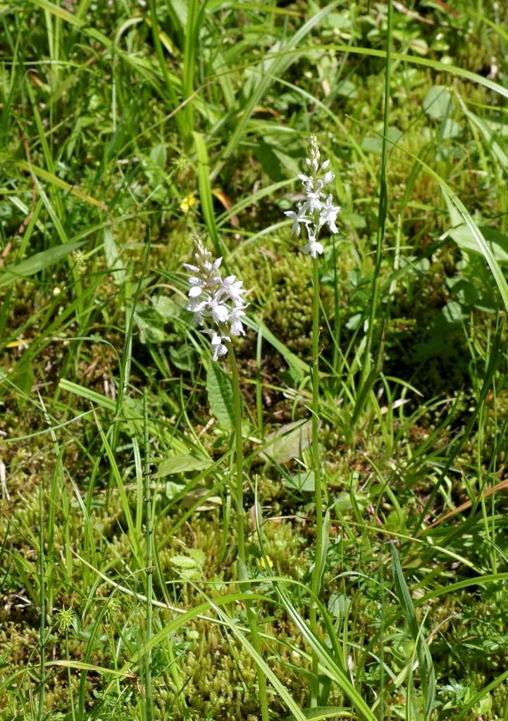 IMGP5167-1024~3.jpg