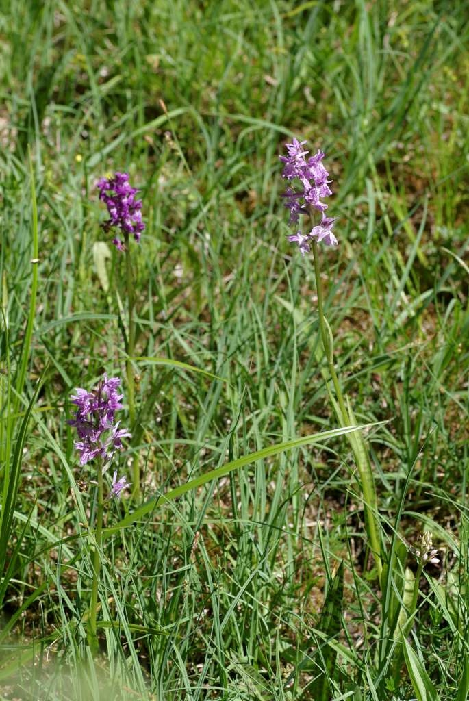 IMGP5169-1024~0.jpg