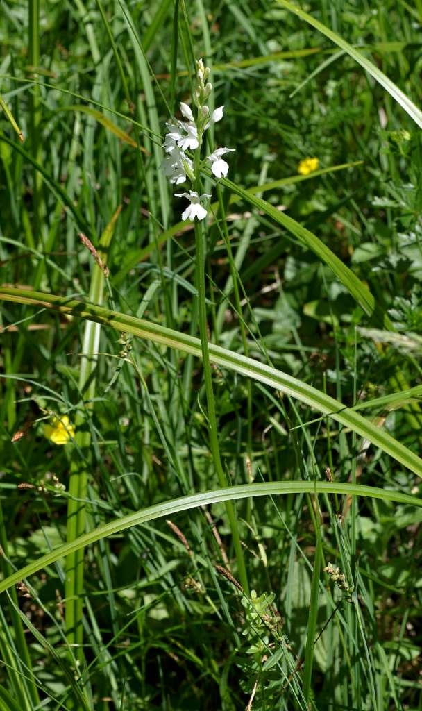 IMGP5175-1024~2.jpg