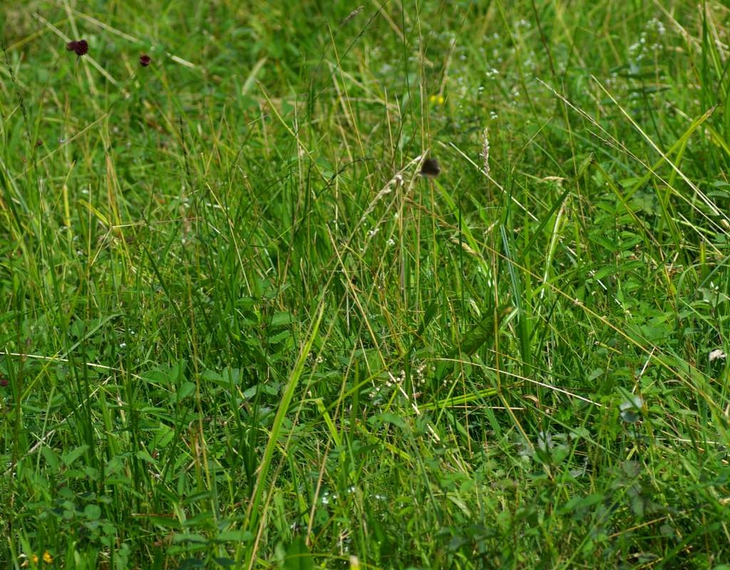 IMGP5180-1024~1.jpg