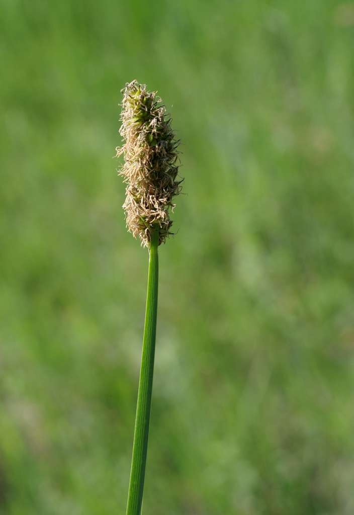 IMGP5184-1024.jpg