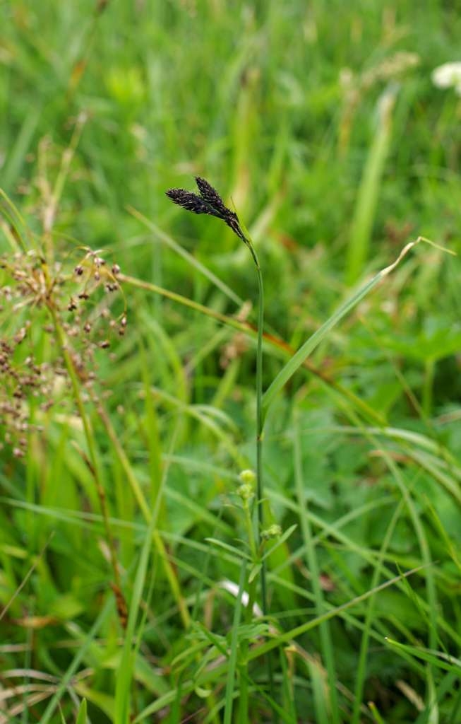 IMGP5195-1024~1.jpg
