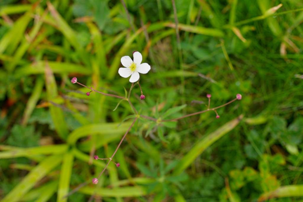 IMGP5206-1024~0.jpg