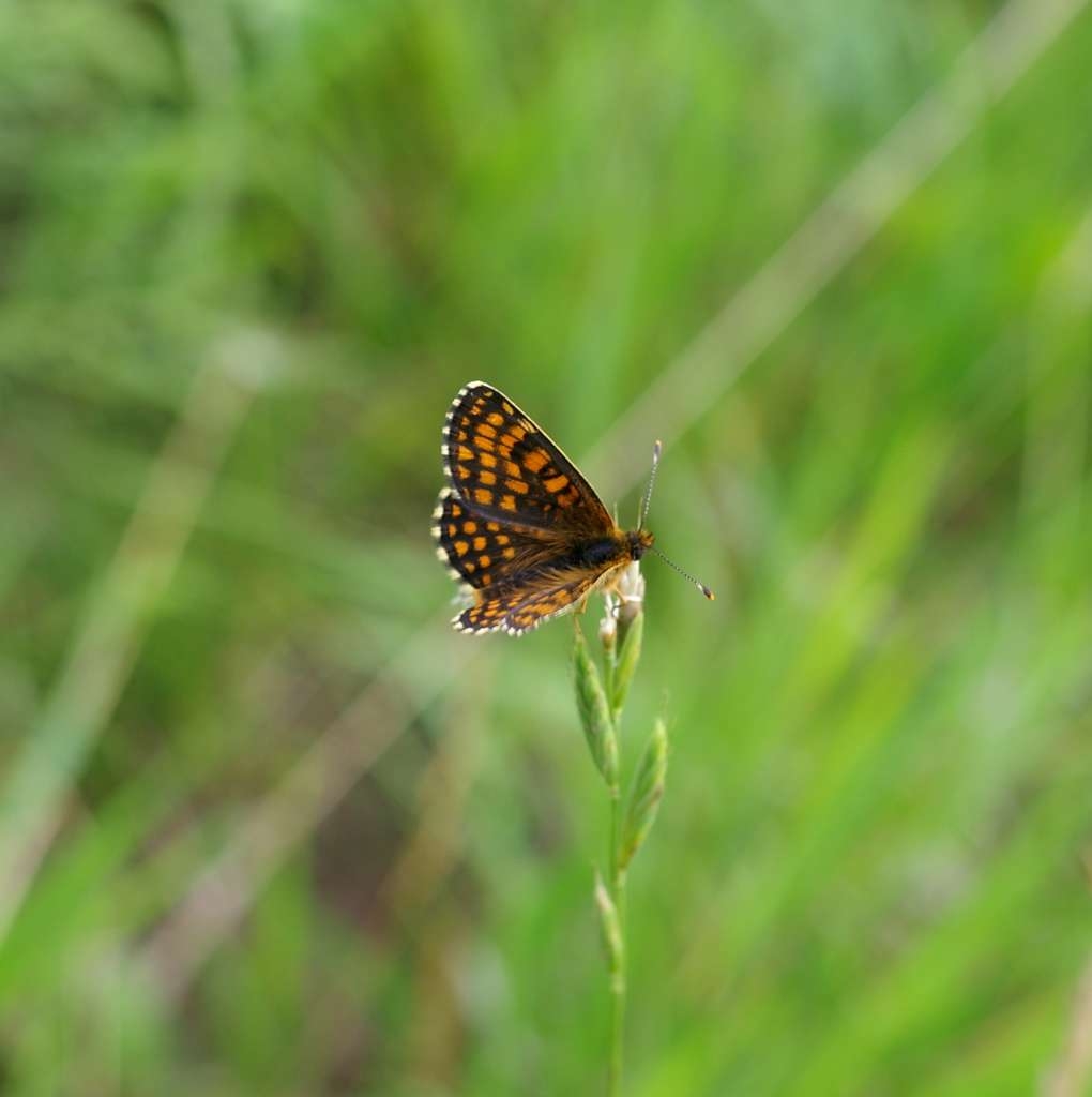 IMGP5210-1024~1.jpg