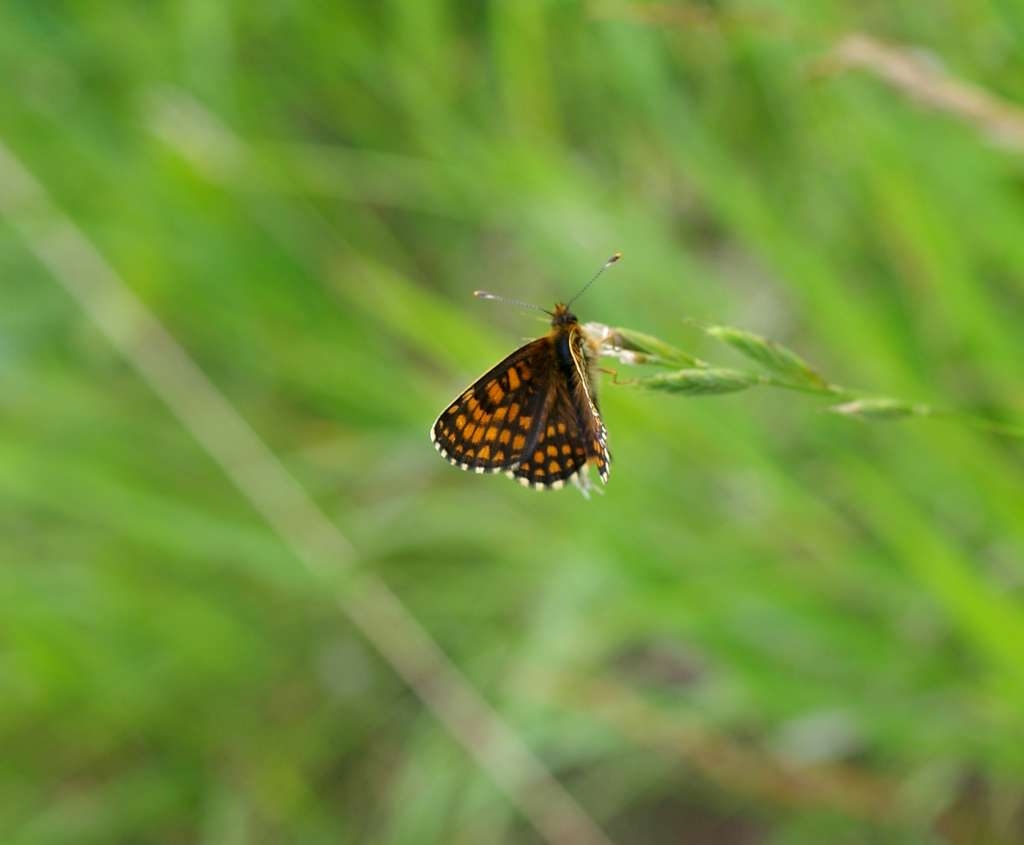 IMGP5211-1024~1.jpg