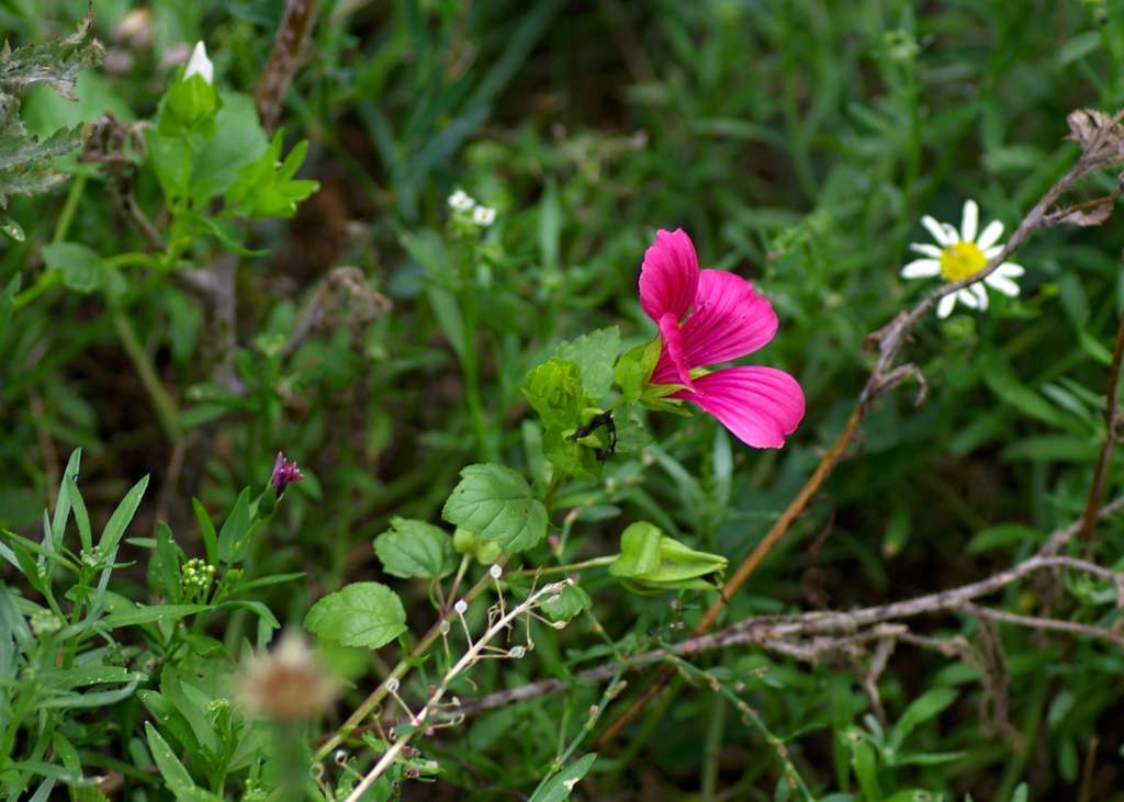 IMGP5233-1024~0.jpg