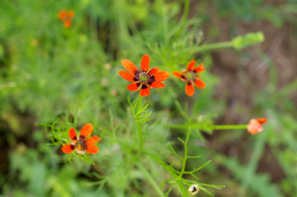 IMGP5247-1024~3.jpg