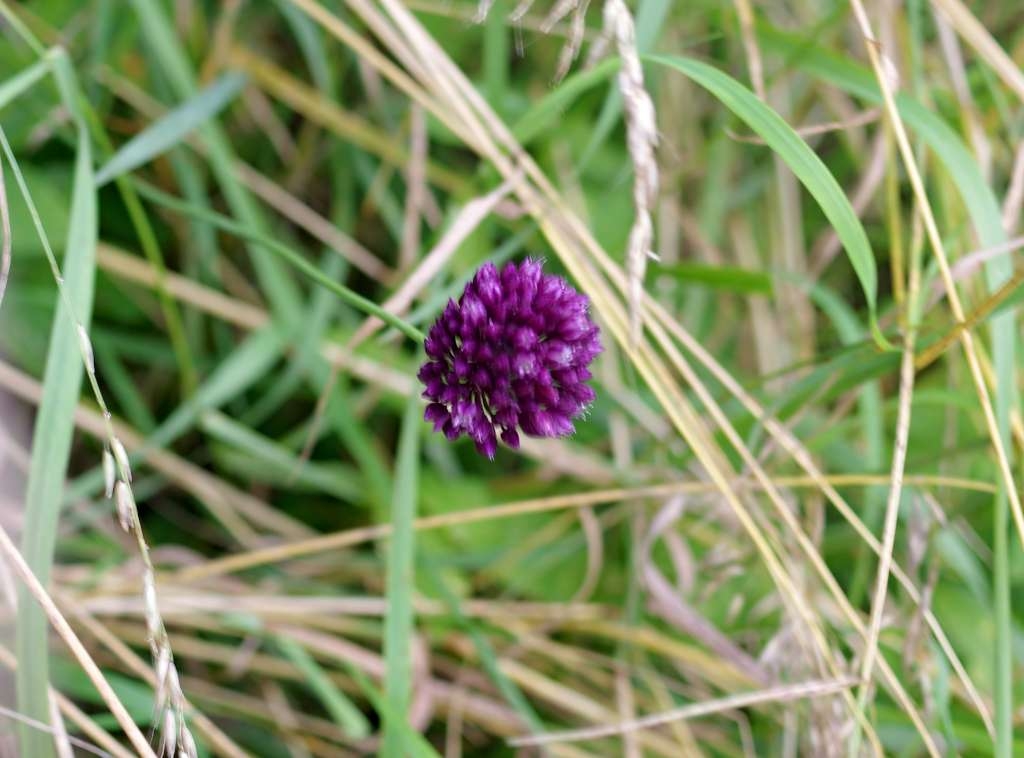 IMGP5297-1024~5.jpg