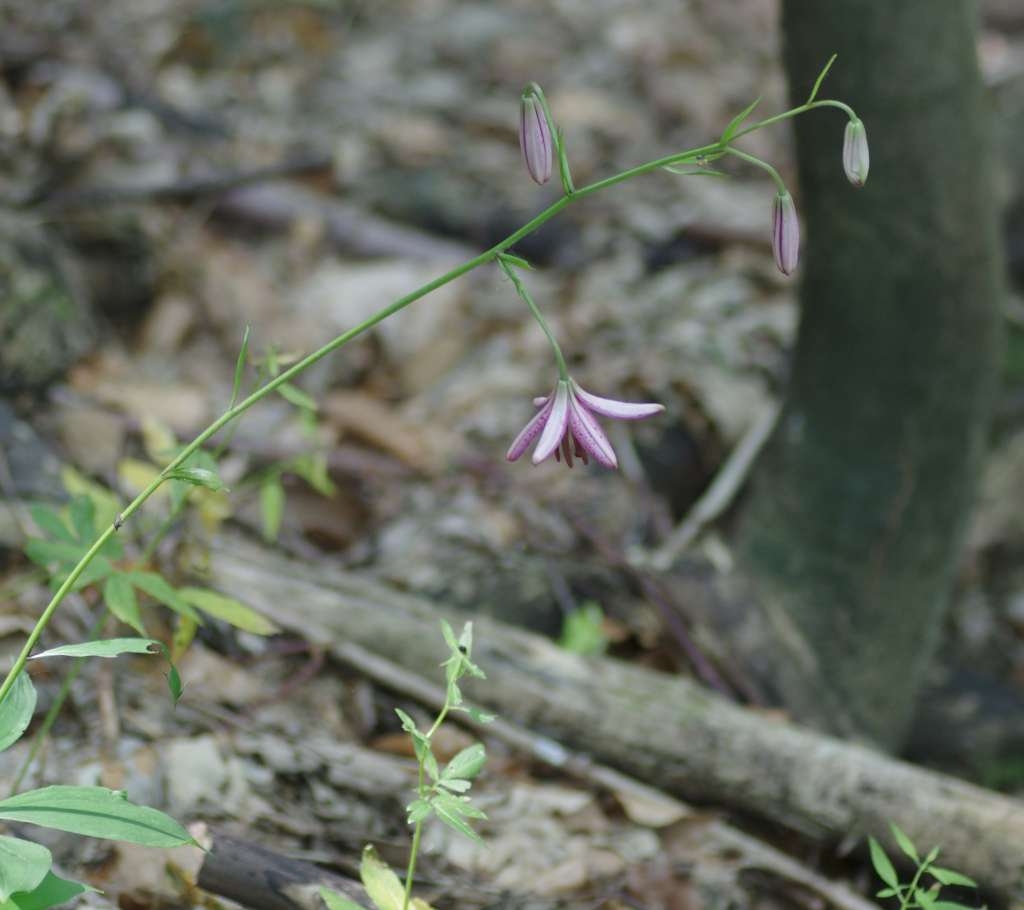 IMGP5322-1024~3.jpg