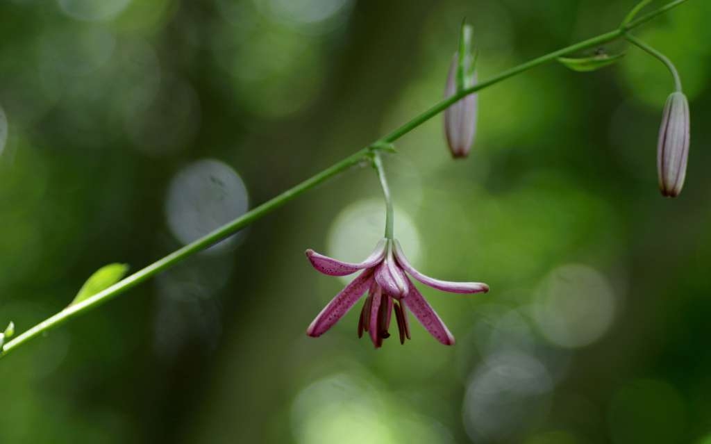 IMGP5325-1024~4.jpg