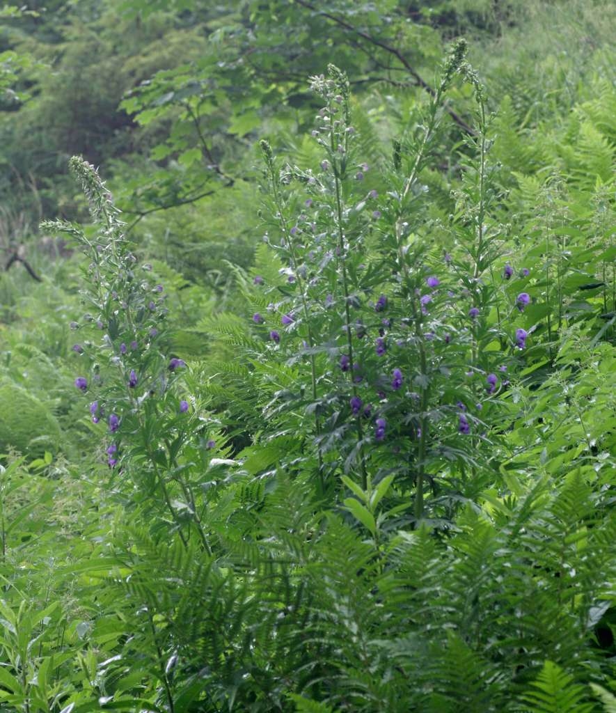 IMGP5355-1024~1.jpg