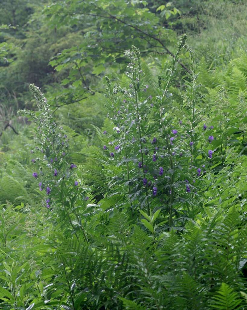 IMGP5356-1024~5.jpg